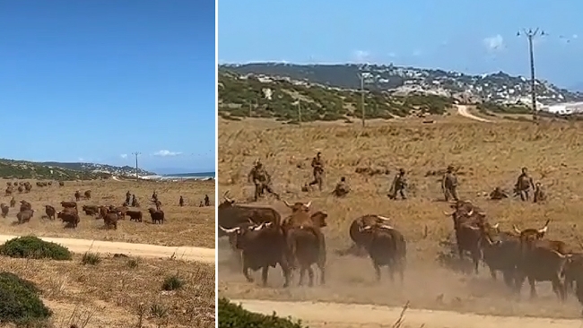 Fauna antimilitarista: Vacas atacan a un grupo de militares del ejrcito espaol en Cdiz