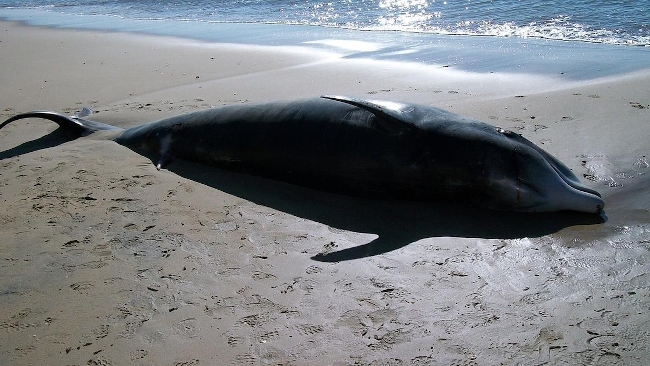 El lanzamiento de misiles en aguas de Canarias alerta a bilogos marinos por la posible afeccin a cetceos y tortugas